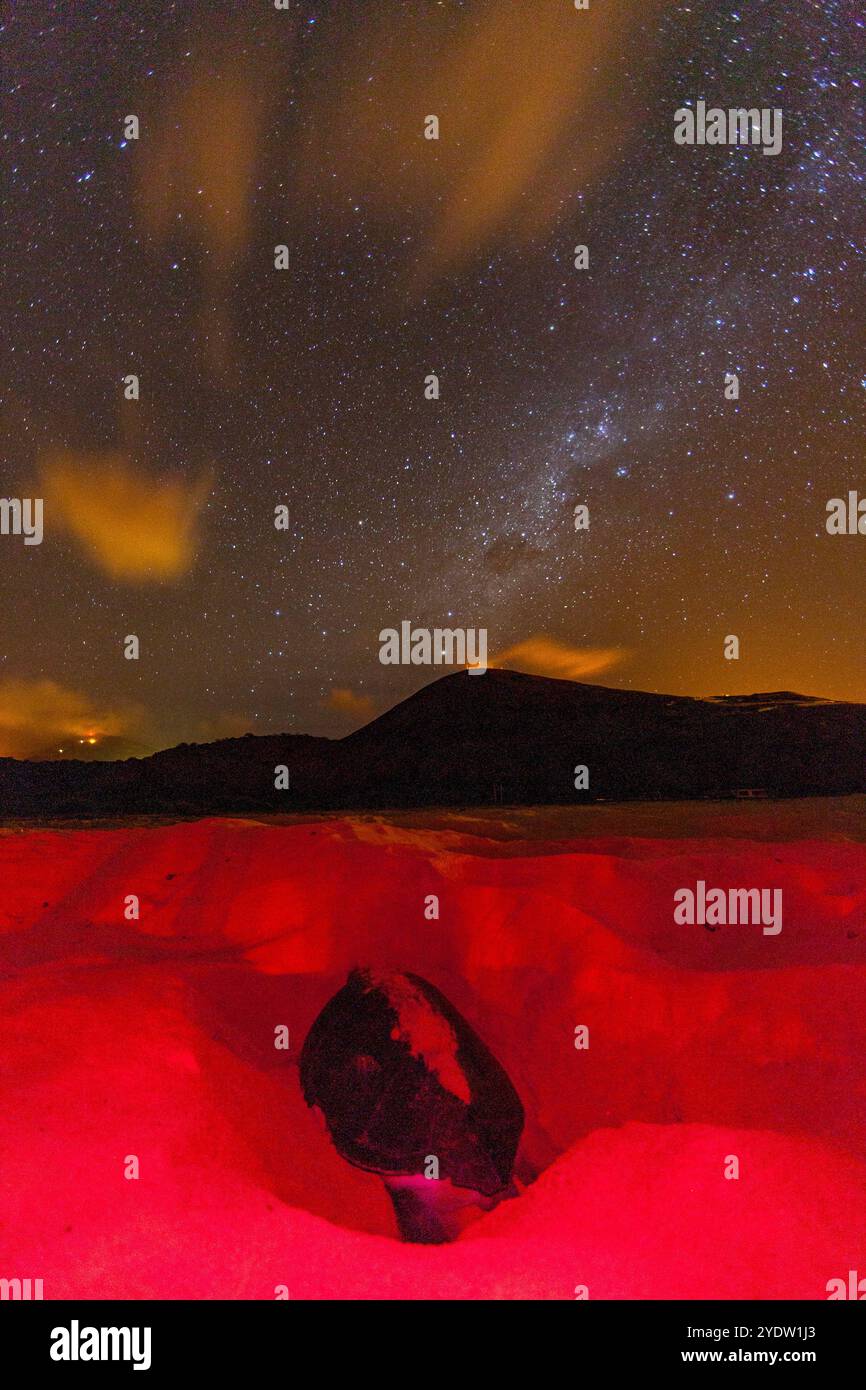 Green Sea Turtle (Chelonia mydas) nesting site at night on Long Beach on Ascension Island, Tropical Atlantic Ocean, South Atlantic Ocean Stock Photo