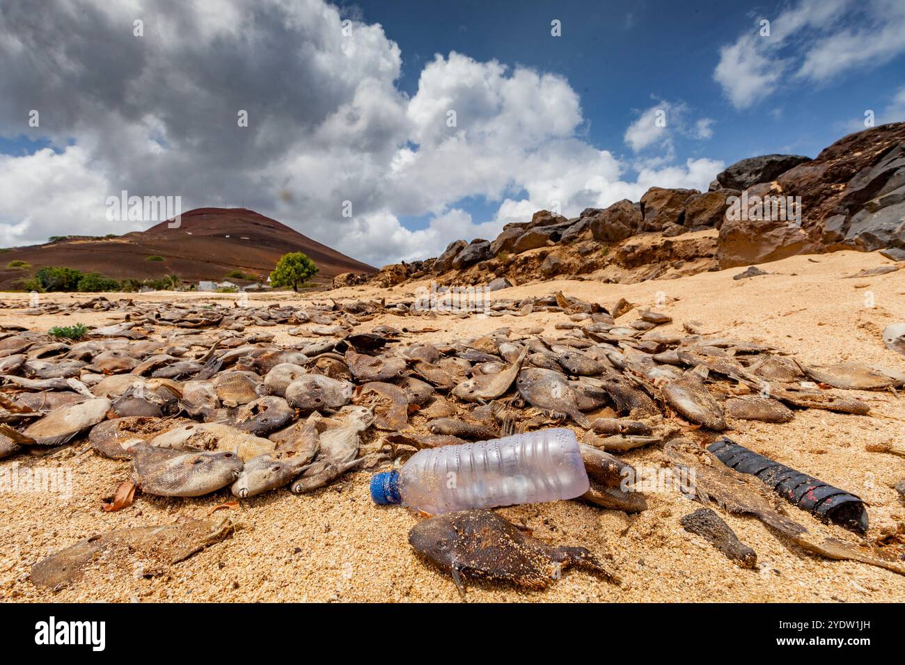 View of massive die-off of black triggerfish on the beach on Ascension Island in the southern tropical Atlantic Ocean, South Atlantic Ocean Stock Photo