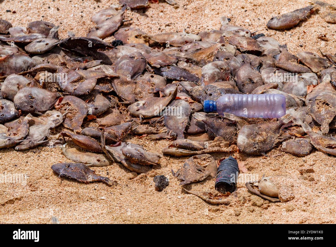 View of massive die-off of black triggerfish on the beach on Ascension Island in the southern tropical Atlantic Ocean, South Atlantic Ocean Stock Photo