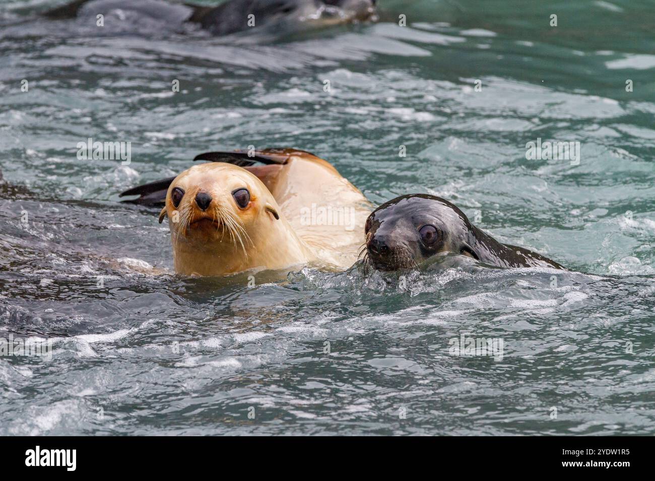 Beauty of melanin hi-res stock photography and images - Alamy