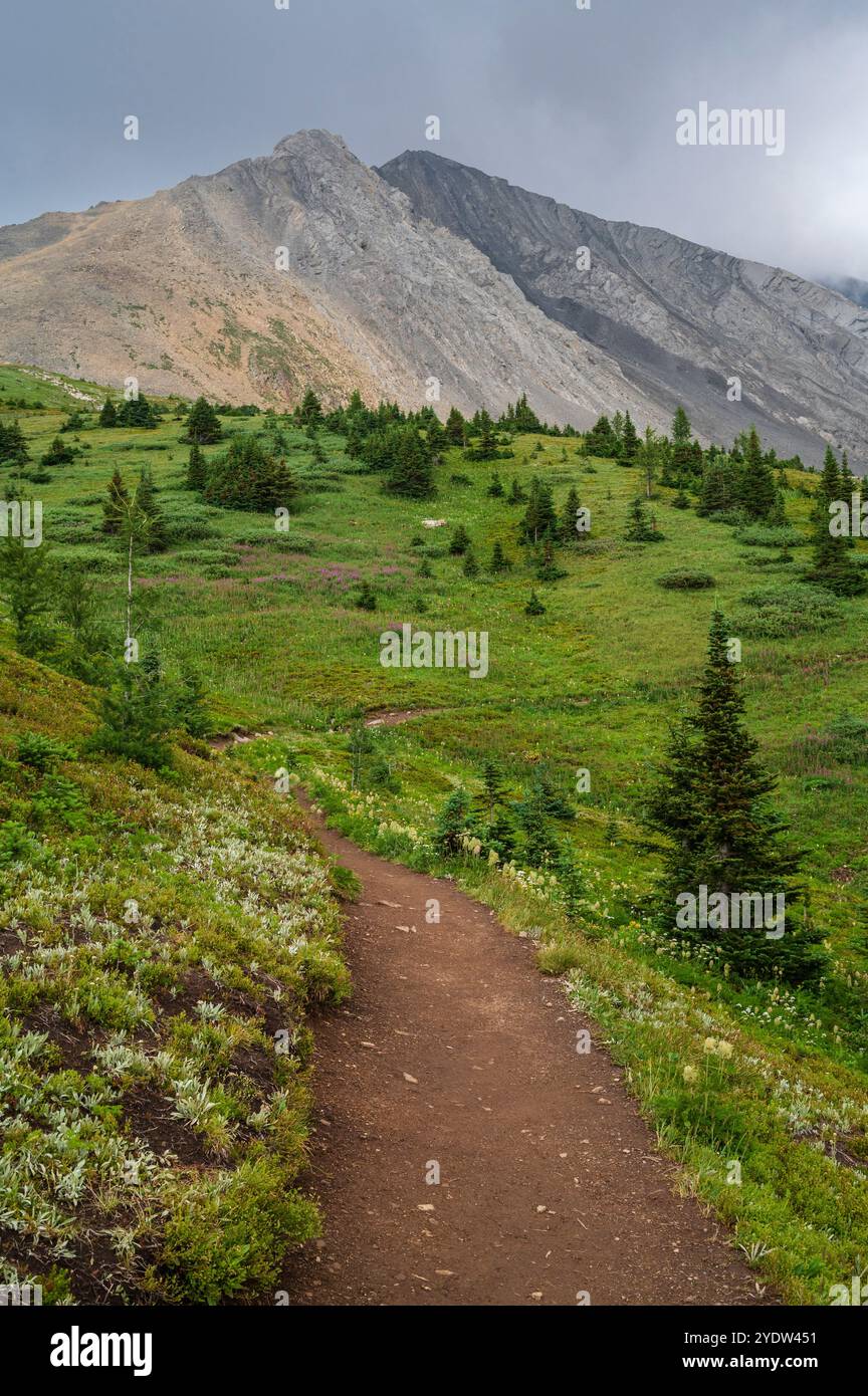 Mount Rae Alpine wildflower meadows along the Ptarmigan Cirque Trail in summer ...