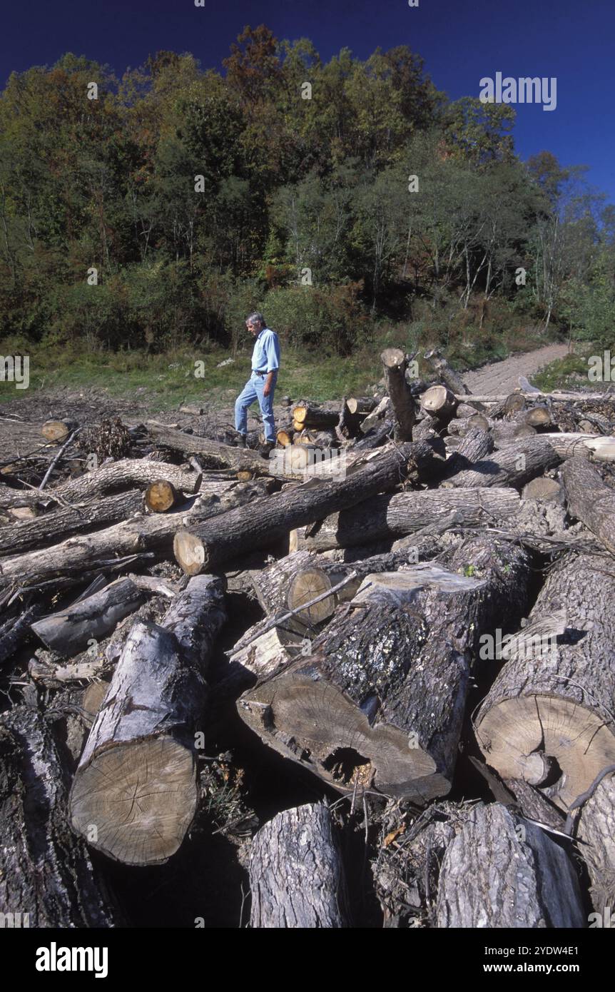 Clean Cut Logging Forest logging clearcut hi-res stock photography and images - Alamy