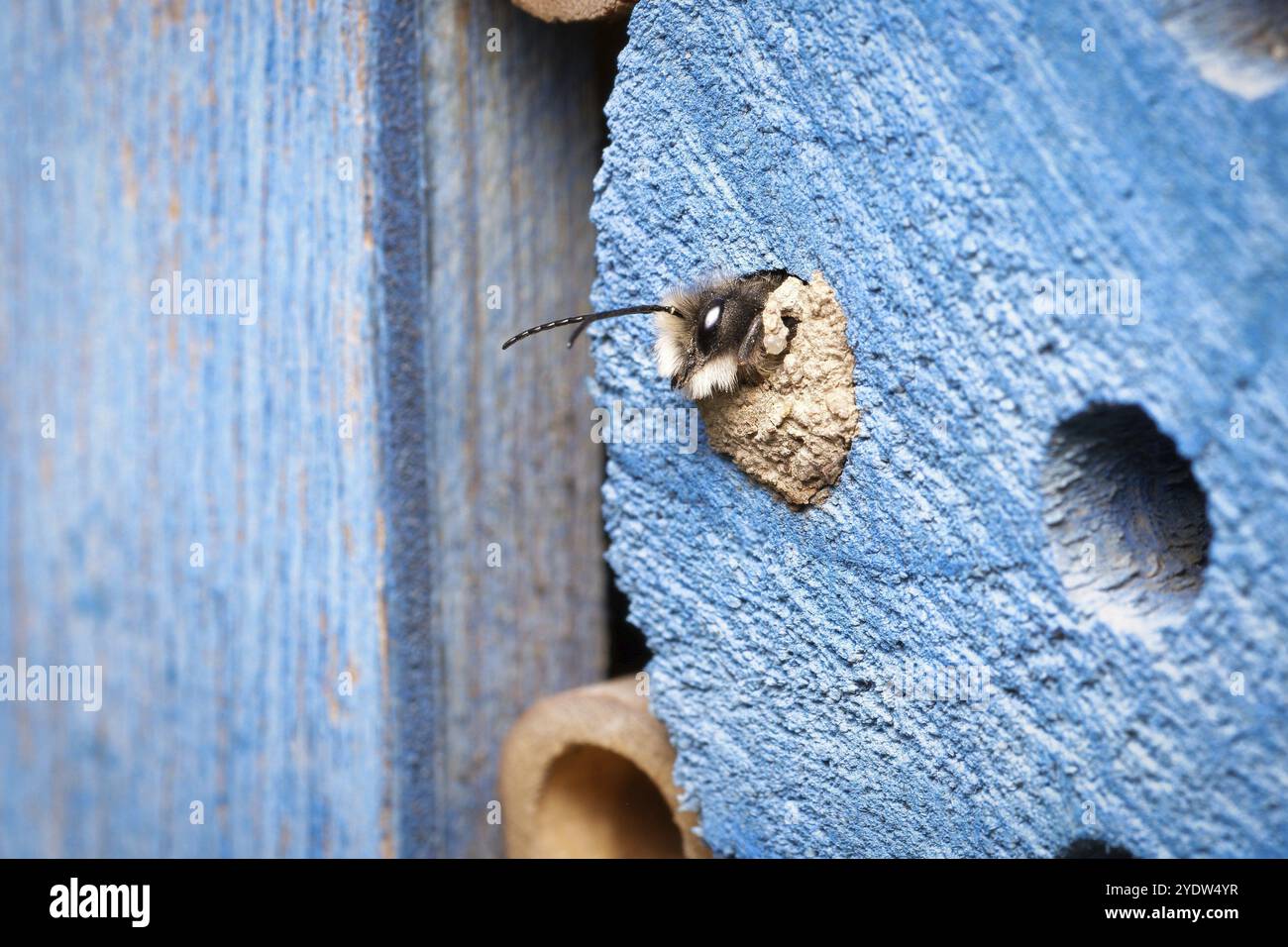 A horned mason bee hatches from its clay-sealed brood cavity in an ...
