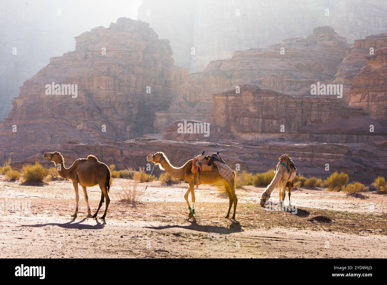 Camels in Wadi Rum, UNESCO World Heritage Site, Jordan, Middle East ...