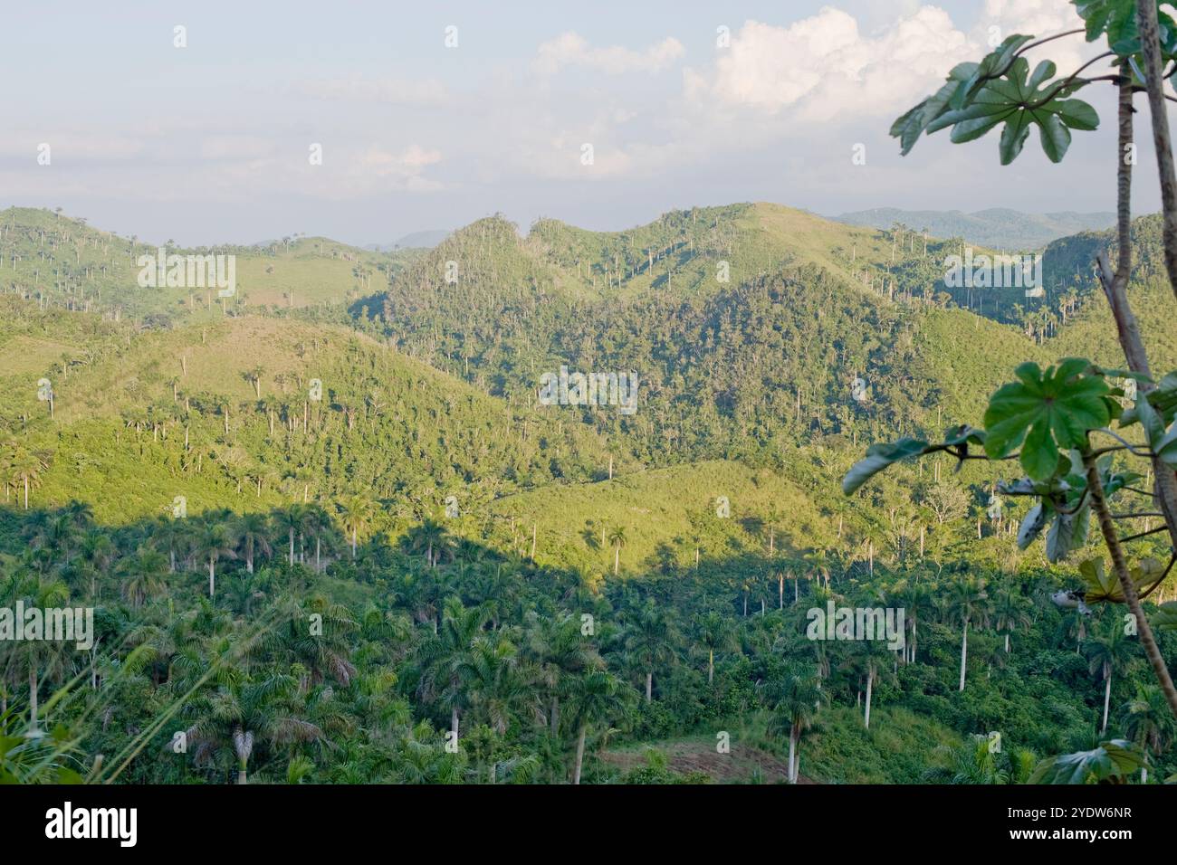 Sierra del Rosario Biosphere Reserve, Artemisa Province, Cuba, West Indies, Caribbean, Central America Stock Photo