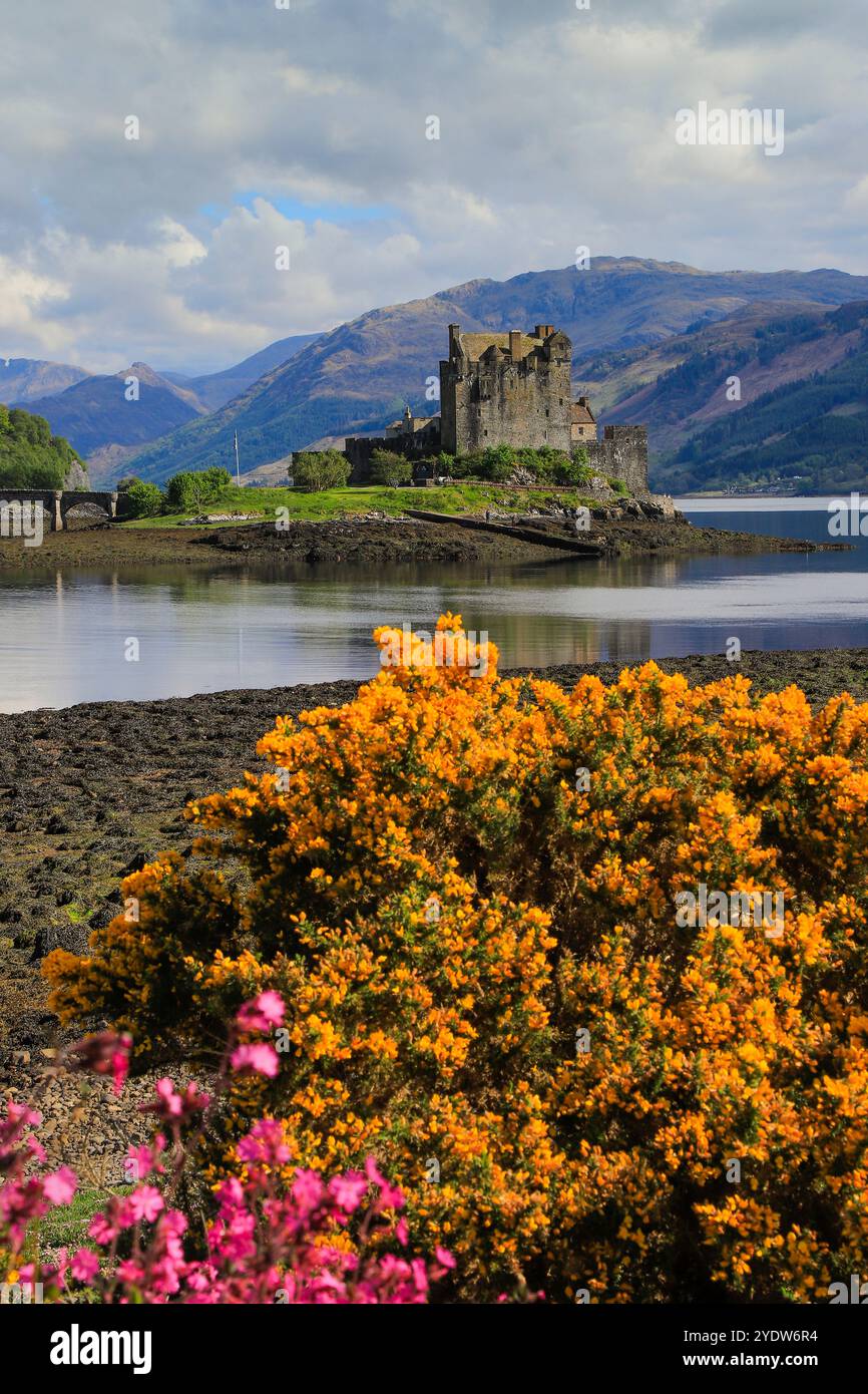 Spring flowers and the 13th century Eilean Donan Castle on a tidal ...