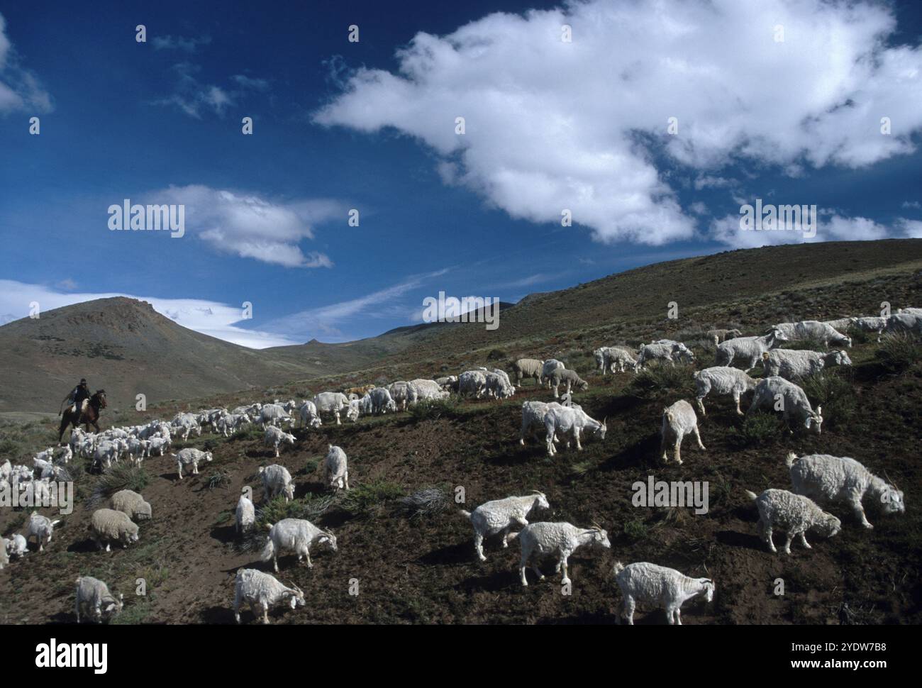 Patagonia argentine sheep hi-res stock photography and images - Alamy