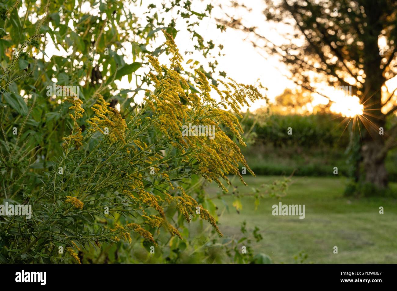 Golden yellow wildflowers hi-res stock photography and images - Alamy