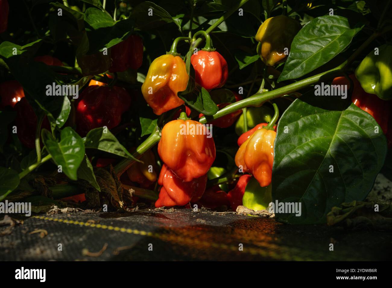 Low angle view red hot spicy habanero chili pepper plants Stock Photo ...