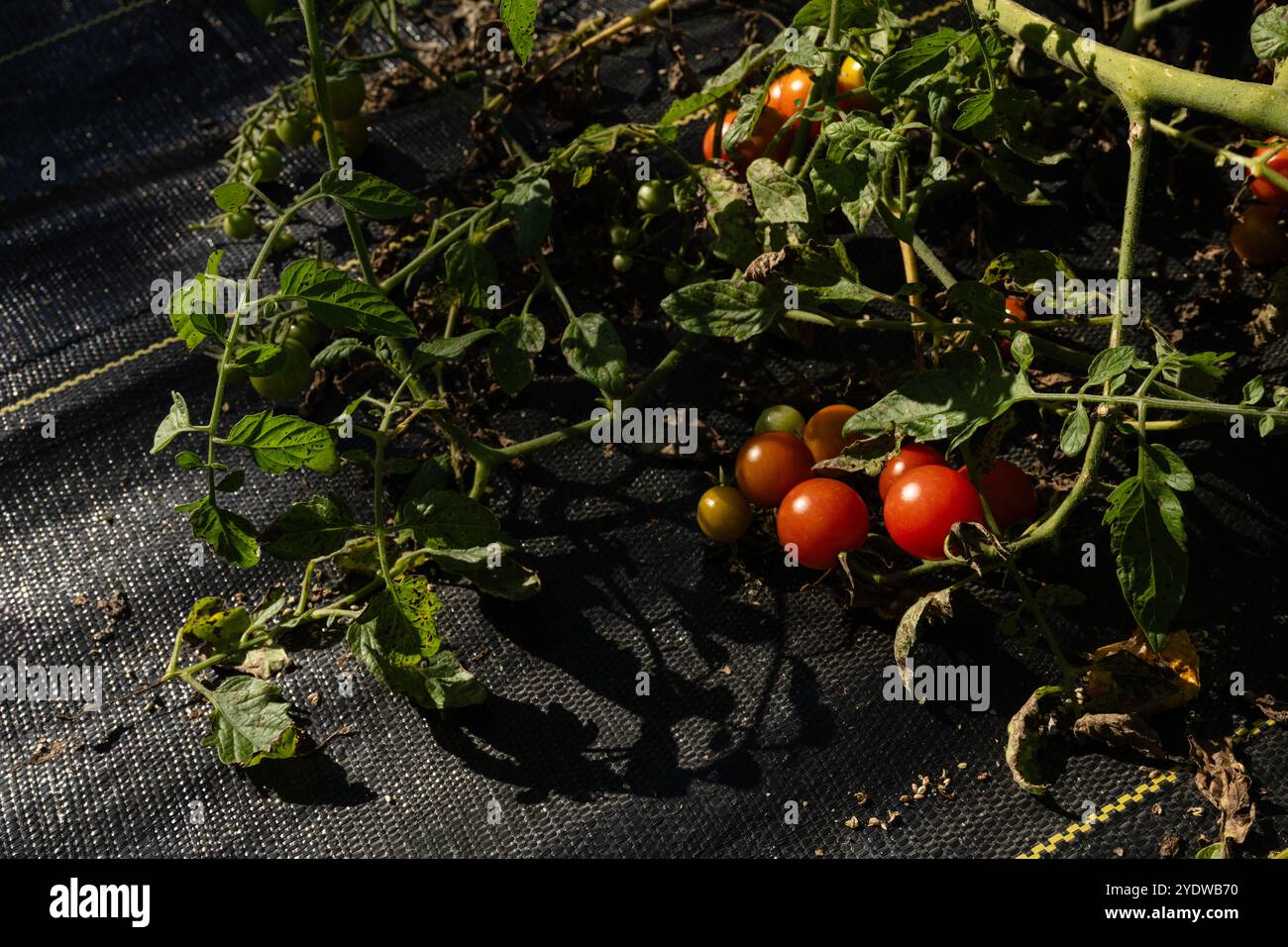 Overhead view ripe and juicy red, orange, yellow cherry tomatoes Stock Photo