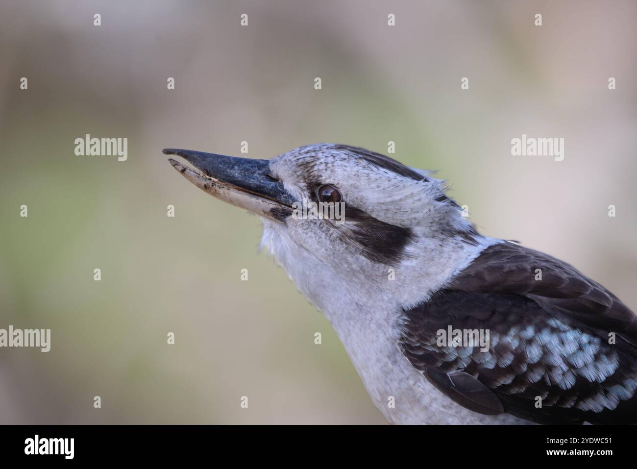 Close-up of a laughing kookaburra's face profile, beak and feathers Stock Photo