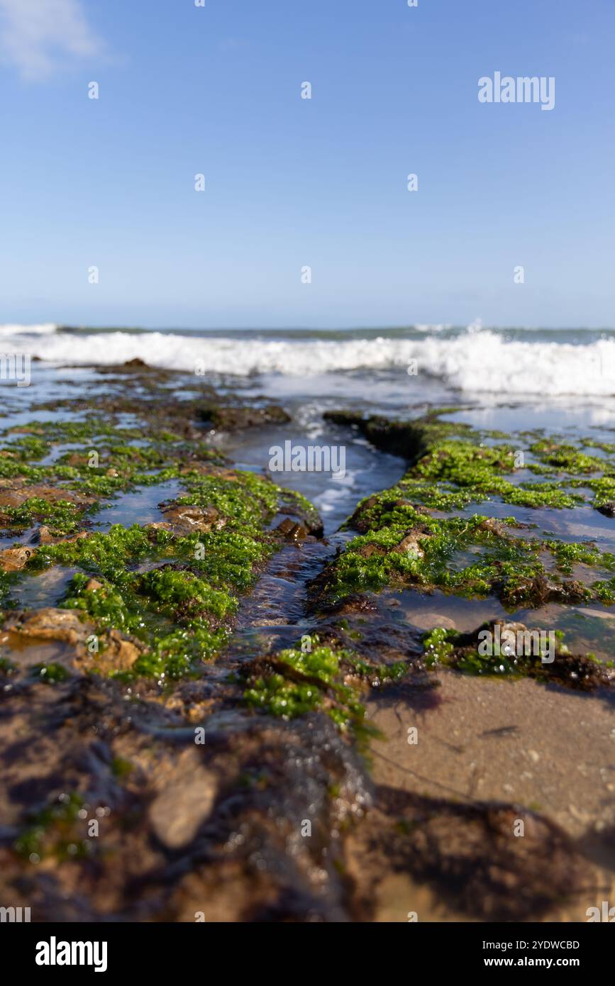 Green algae-covered rocks at shoreline with ocean waves Stock Photo