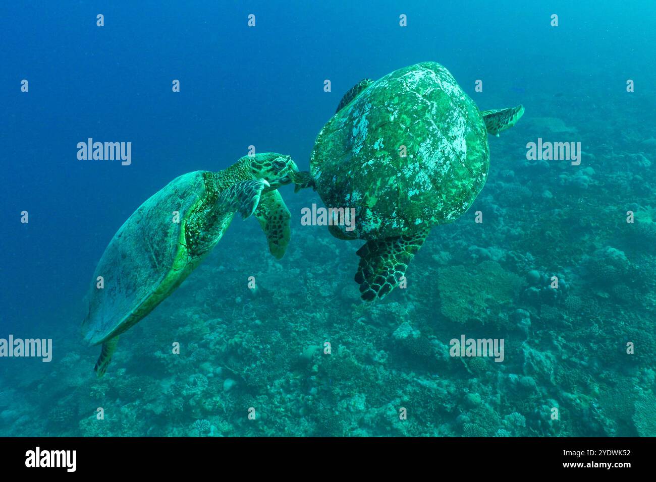 Turtles fighting hi-res stock photography and images - Alamy