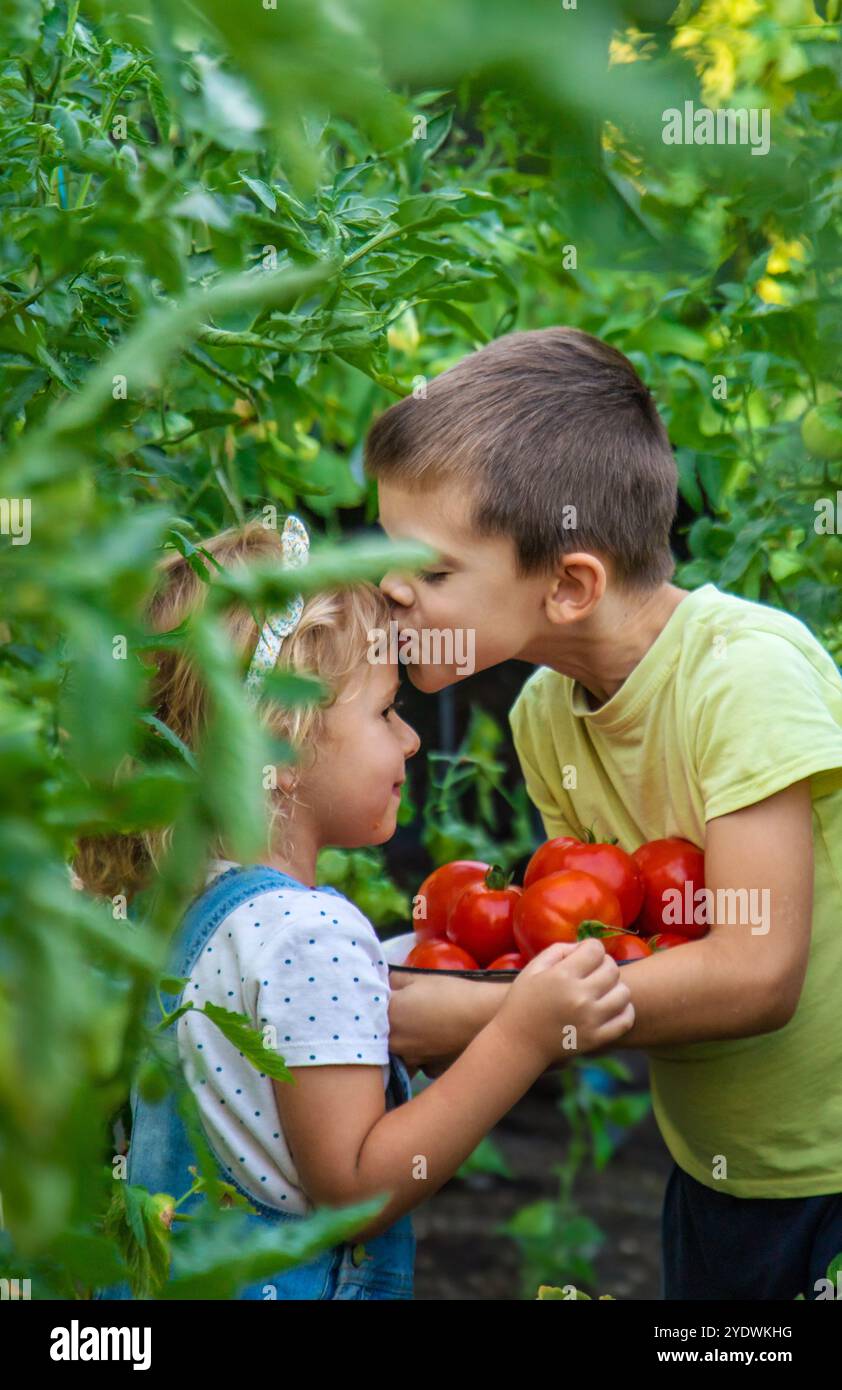 Boy eating tomatoes in garden hi-res stock photography and images - Alamy