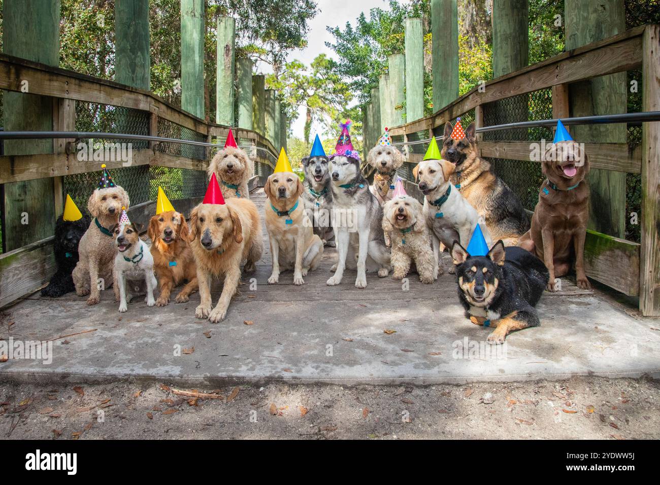Large group of assorted dog breeds wearing party hats sitting on a ...