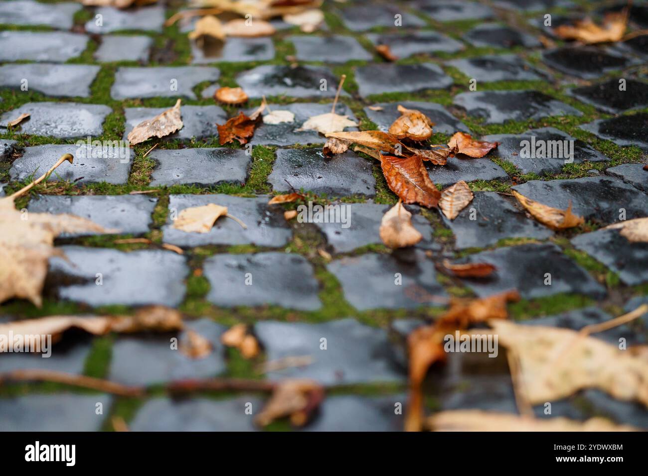 Autumn Leaves on Cobblestone Pathway with Moss Stock Photo - Alamy