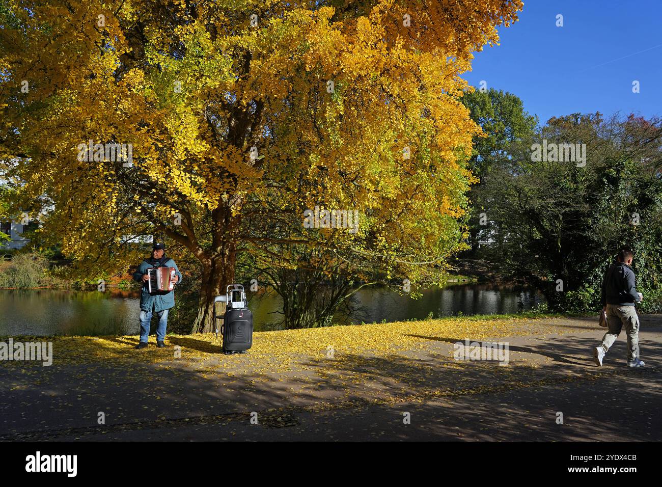 Ein Straßenmusiker aus Osteuropa am Bürgermeisterin-Mevissen-Weg in den Bremer Wallanlagen unter einem Ginkgo-Baum mit Herbstlaub. *** A street musician from Eastern Europe on Bürgermeisterin Mevissen Weg in Bremens ramparts under a ginkgo tree with autumn leaves Stock Photo