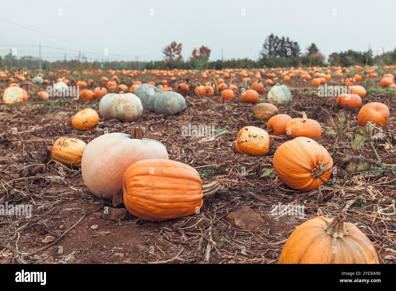 Rows of pumpkins in various shades and sizes spread across a field, showcasing the beauty of autumn. A cool breeze stirs the atmosphere as the harvest Stock Photo