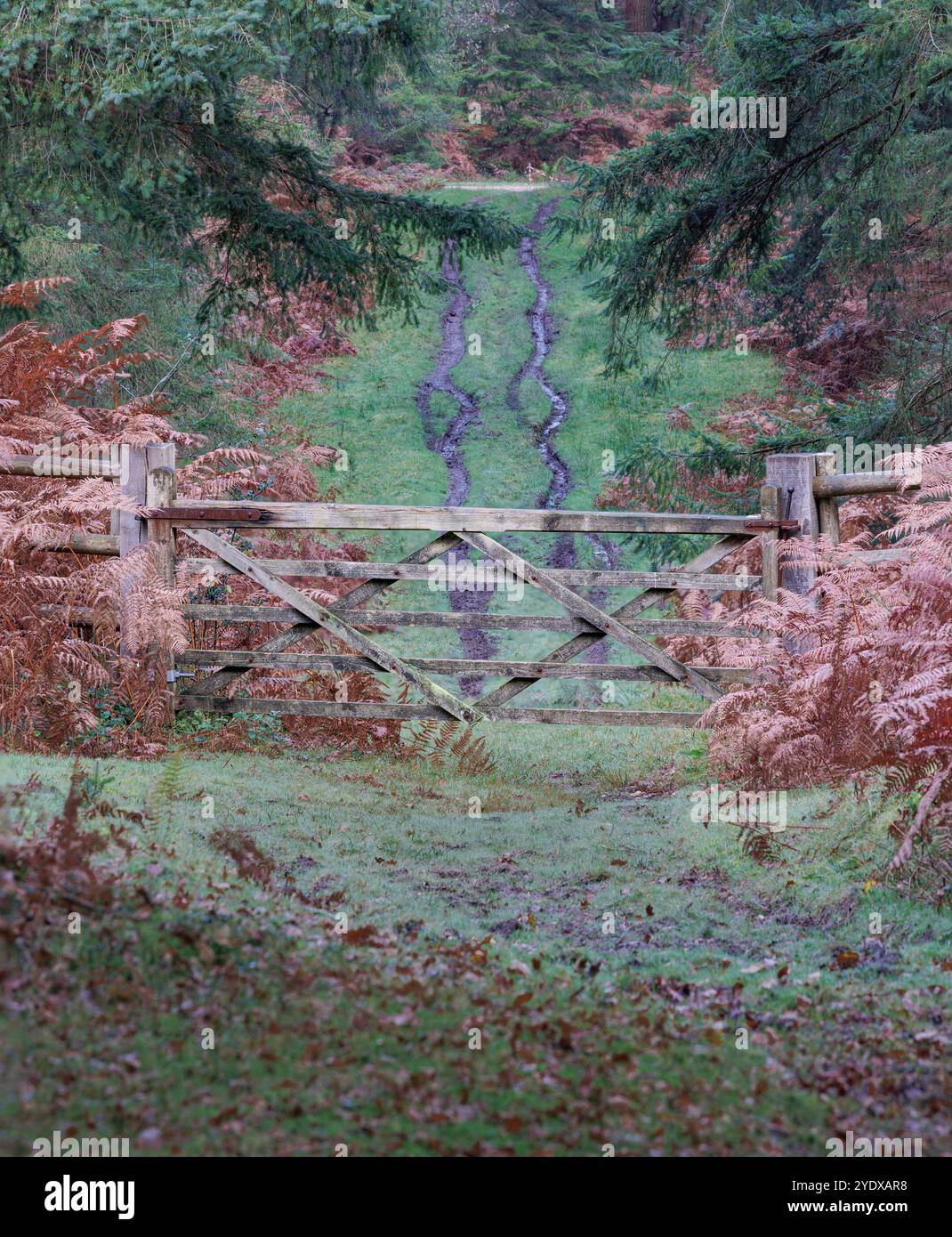 In the New Forest, looking downhill to a closed 5 bar gate with a grass track behind showing muddy wheel tracks indicating vehicle access. Stock Photo