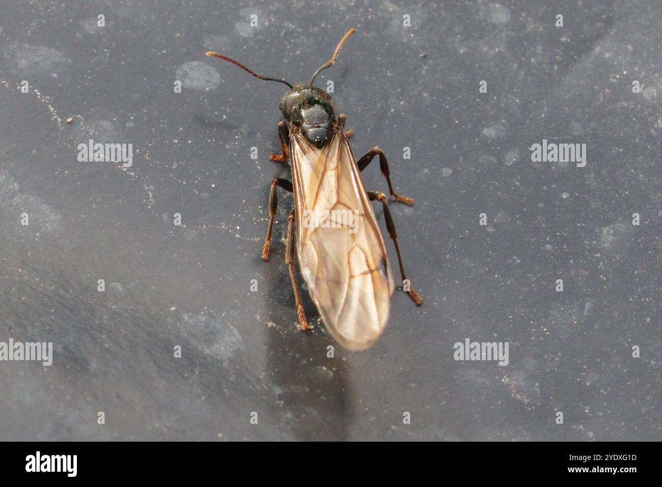 Messor barbarus Ant Stock Photo