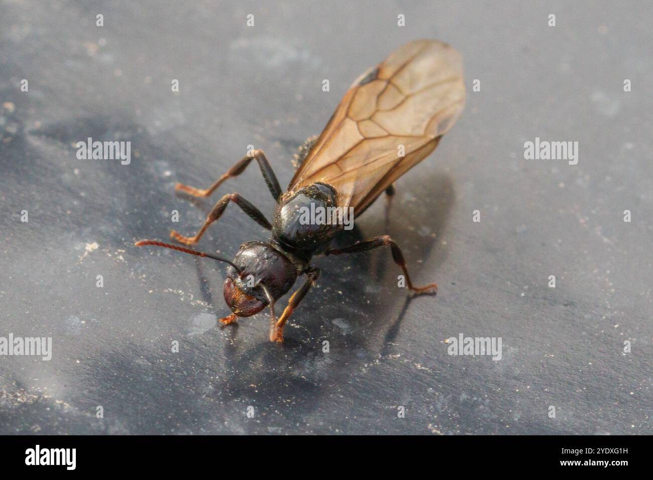 Messor barbarus Ant Stock Photo