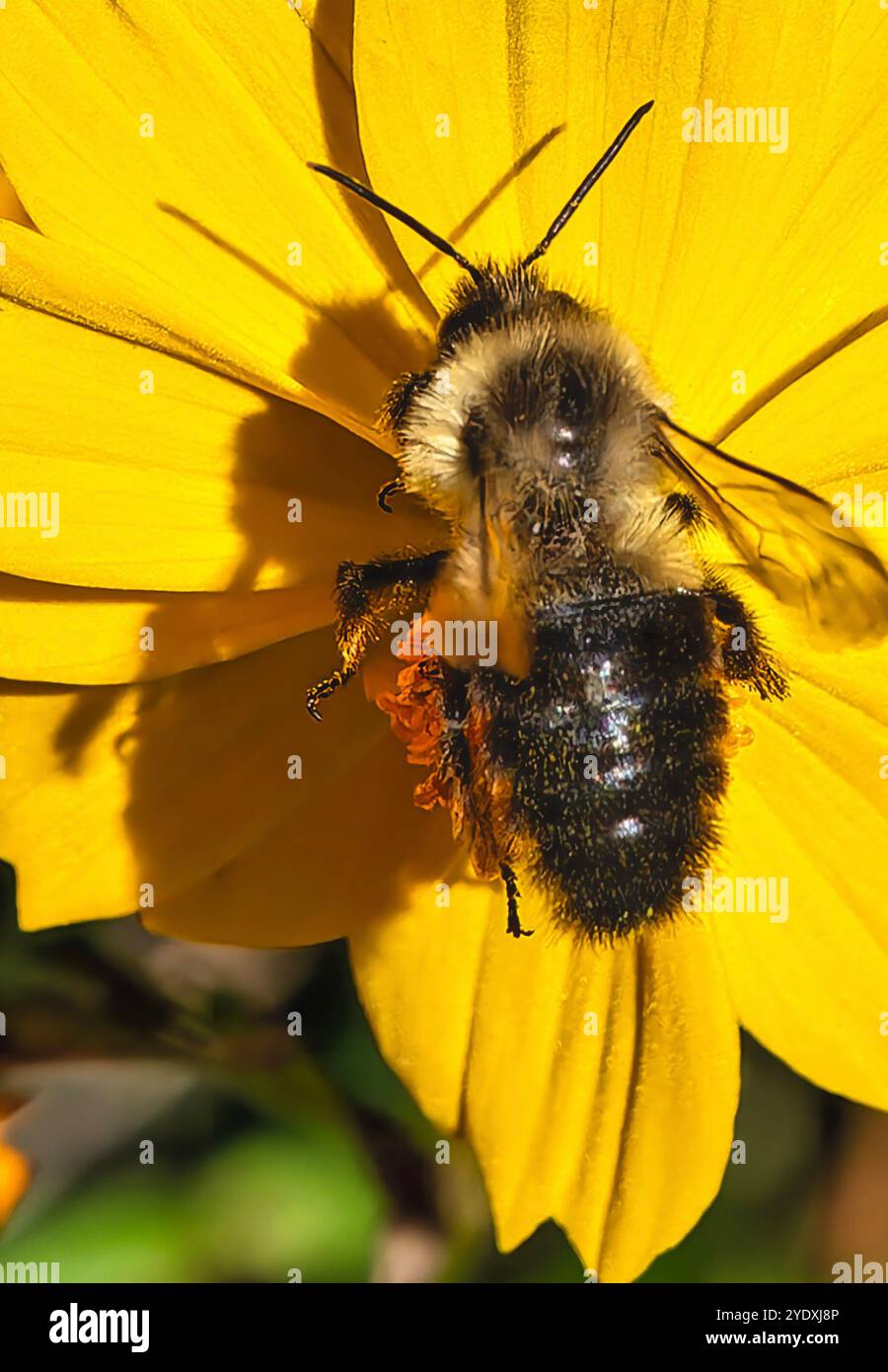 Bumble bee hi-res stock photography and images - Alamy