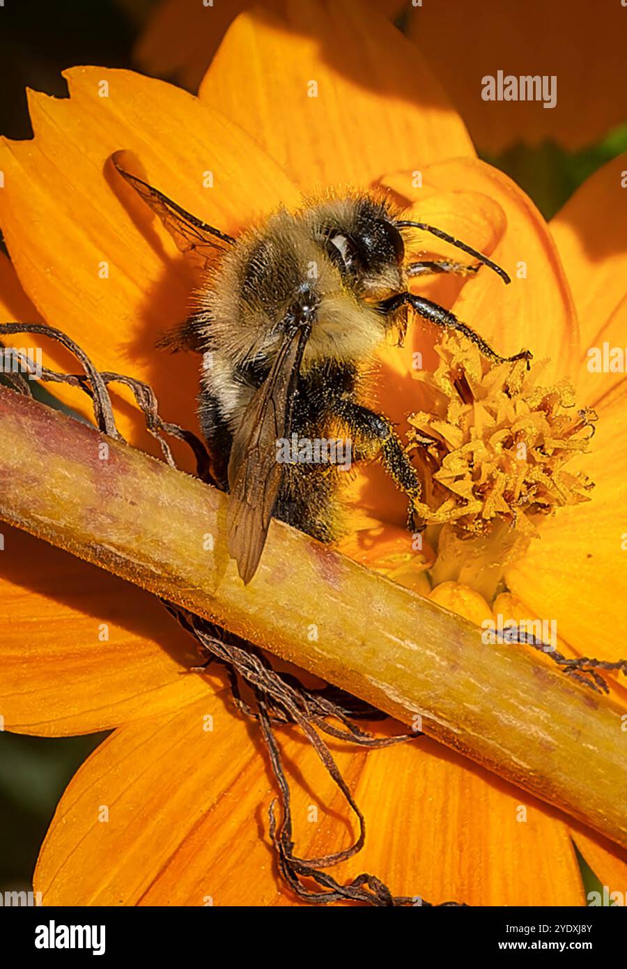 A  Bee on a Cosmos flower in an early fall garden. Stock Photo