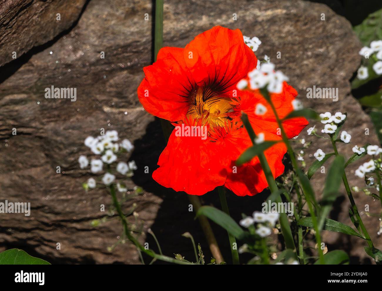 A late season bright red Nasturtium flower in a flower bed Stock Photo ...