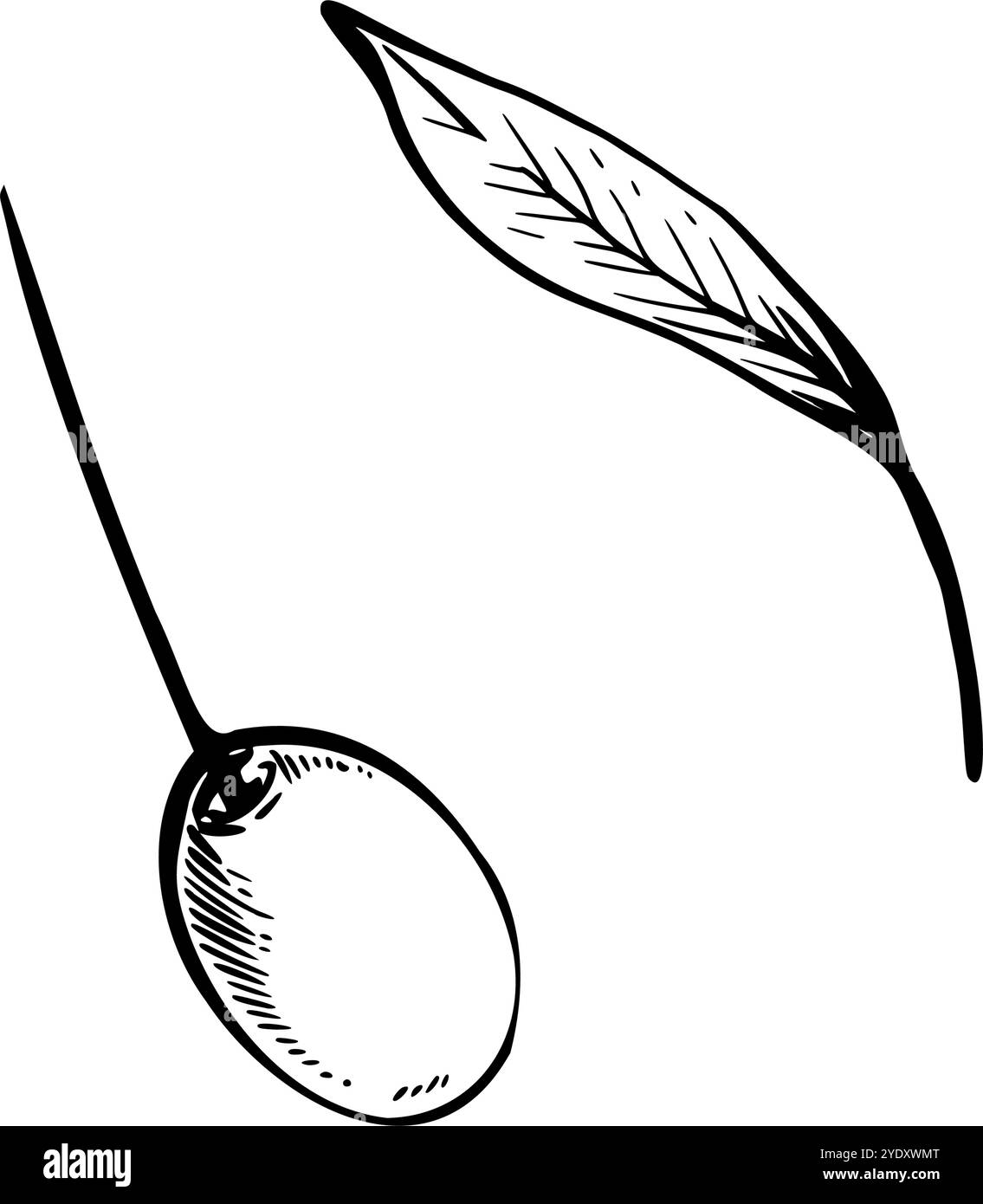 Olive tree branch leaves and berries. Black and white ink graphic hand ...