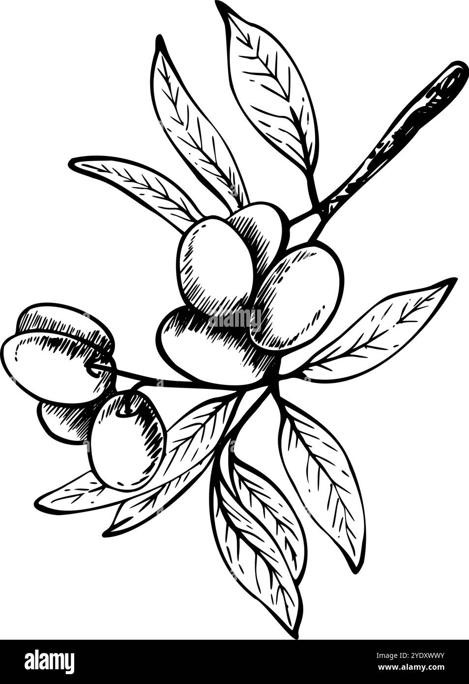 Olive tree branch with leaves and berries Black and white graphic hand ...