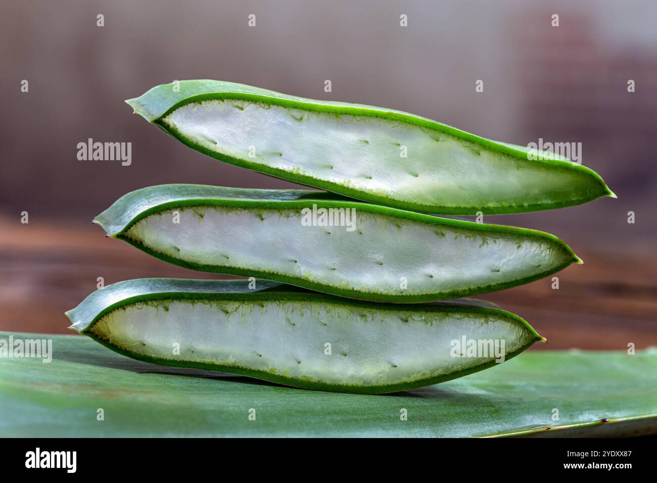 Pieces of the plant sliced in close-up revealing the gel in transparency. Aloe vera - Phytotherapy and Cosmetology 016415 080 Stock Photo