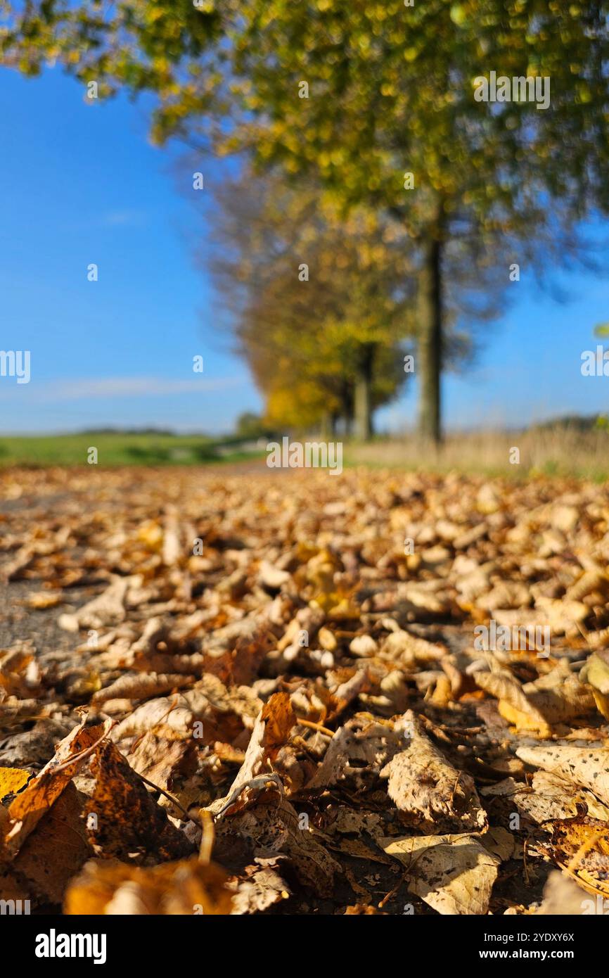 Herbstlaub an einer Straße  Themenfoto: Natur, Herbst, Deutschland, 28.10.2024  Foto: Eibner-Pressefoto/Juergen Augst Stock Photo