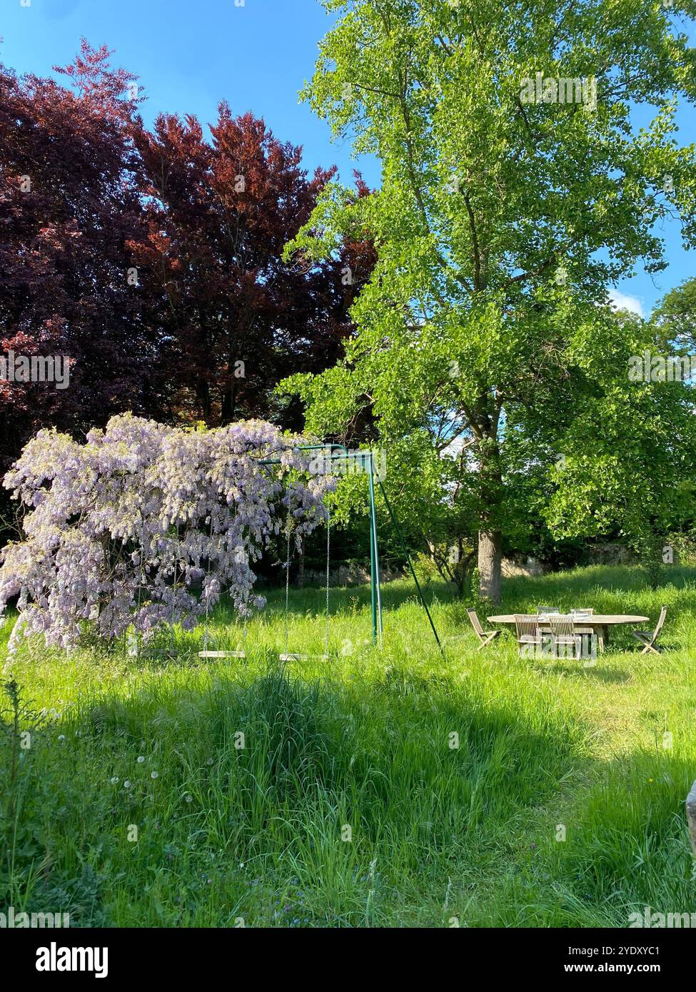 Garden with swing and picnic and wisteria - Smartphone Captured Stock Image