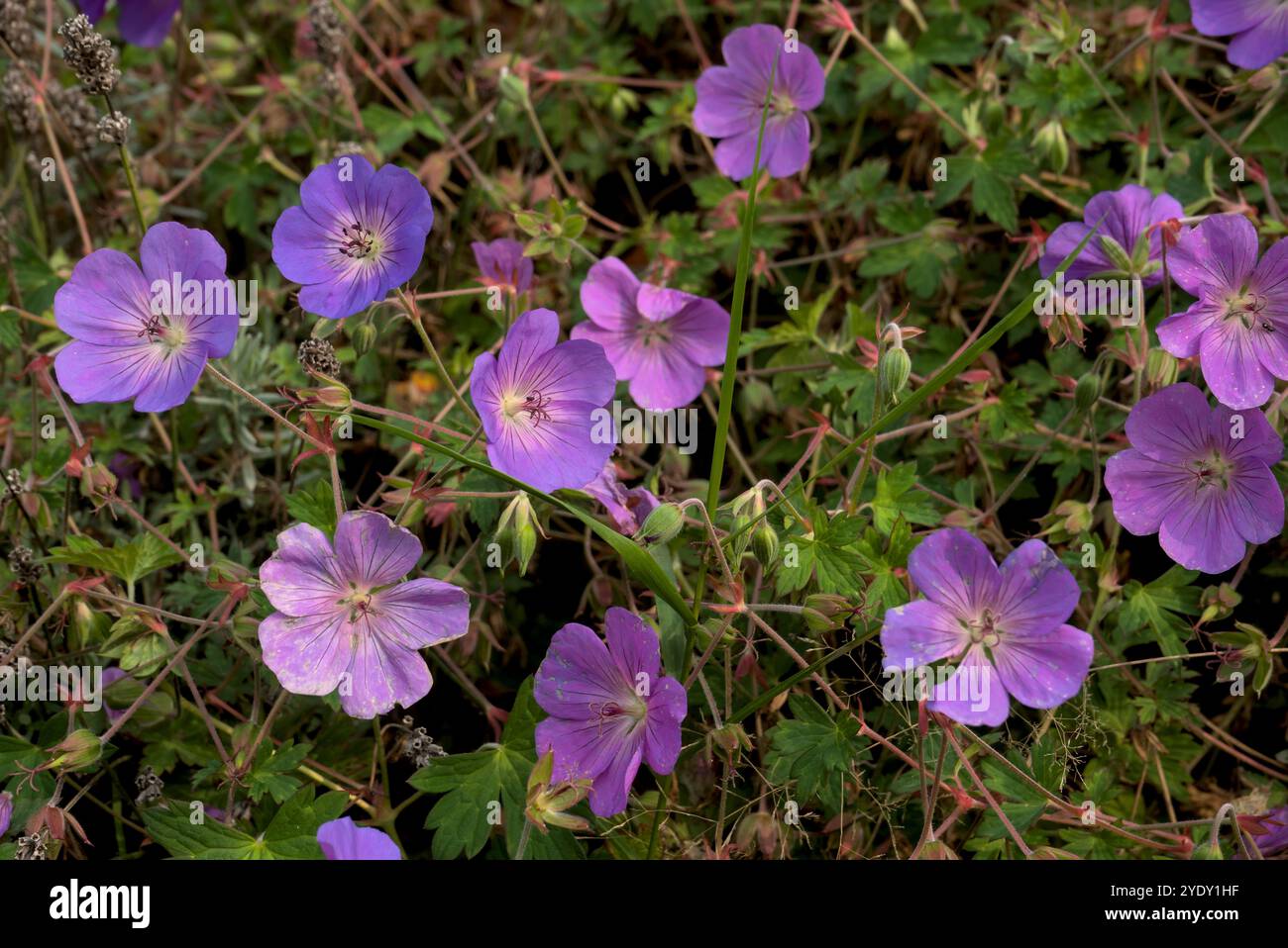 Bed of blue-violet meadow cranesbill in a garden (Geranium pratense L.) Stock Photo