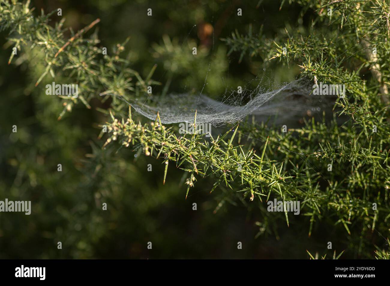 Dew drops on intricate spider cobweb between green pine branches. Autumn moist morning haze lit up by sunlight Stock Photo