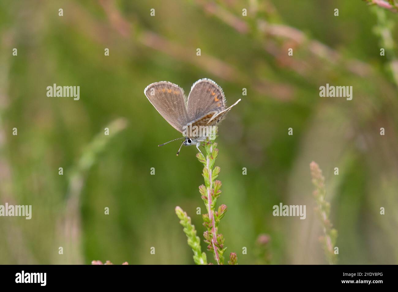 Silver-studded Blue Butterfly female - Plebejus argus Stock Photo