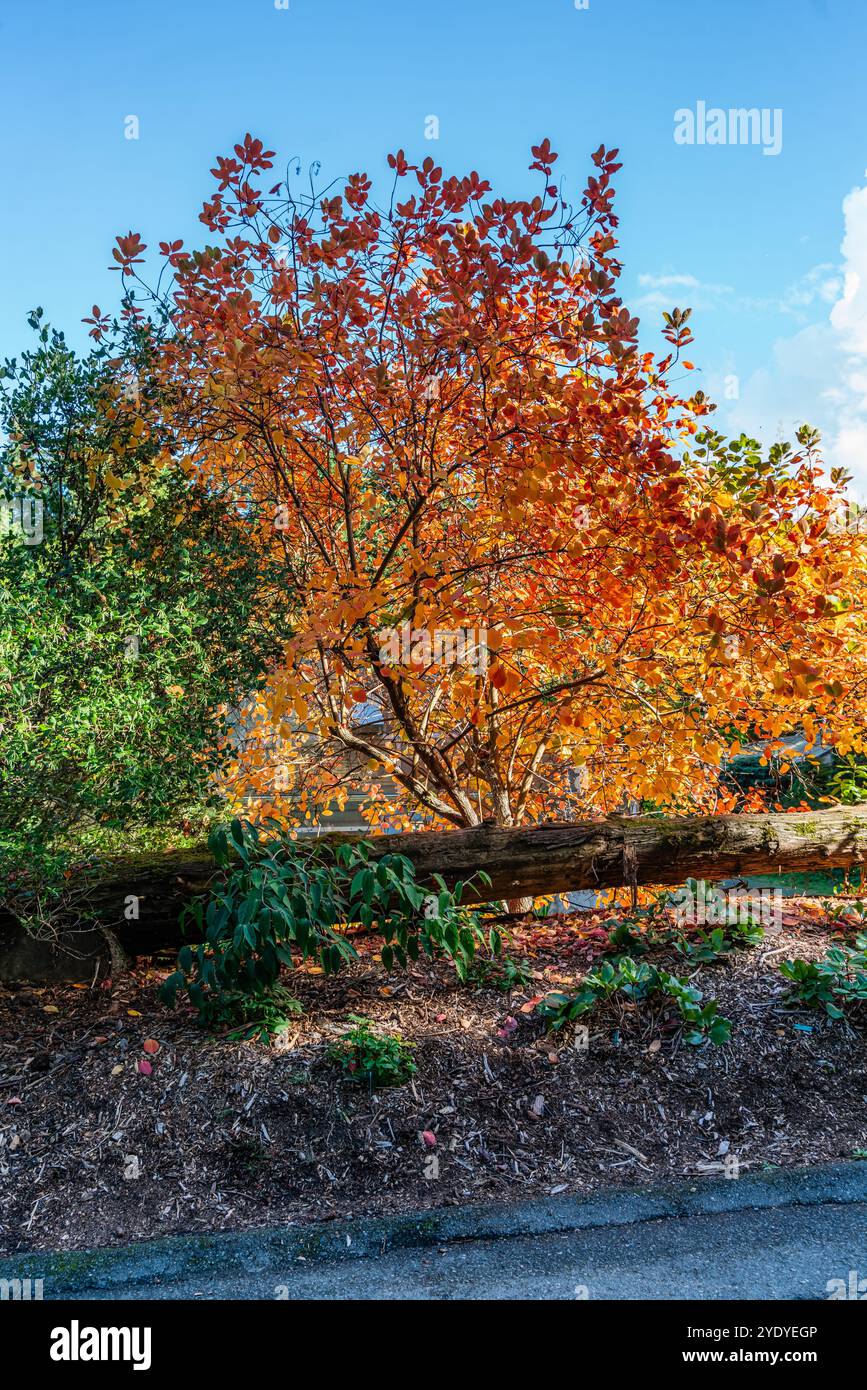 A view of an autumn tree with a log in front.. At Seattle Arboretum ...
