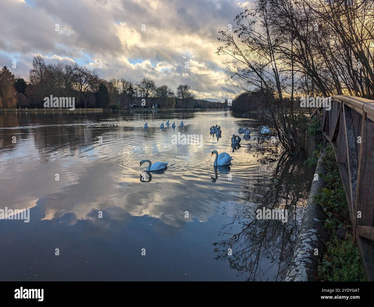 Winter sunset on river Thames in Marlow with swans and reflections on the water - Smartphone Captured Stock Image