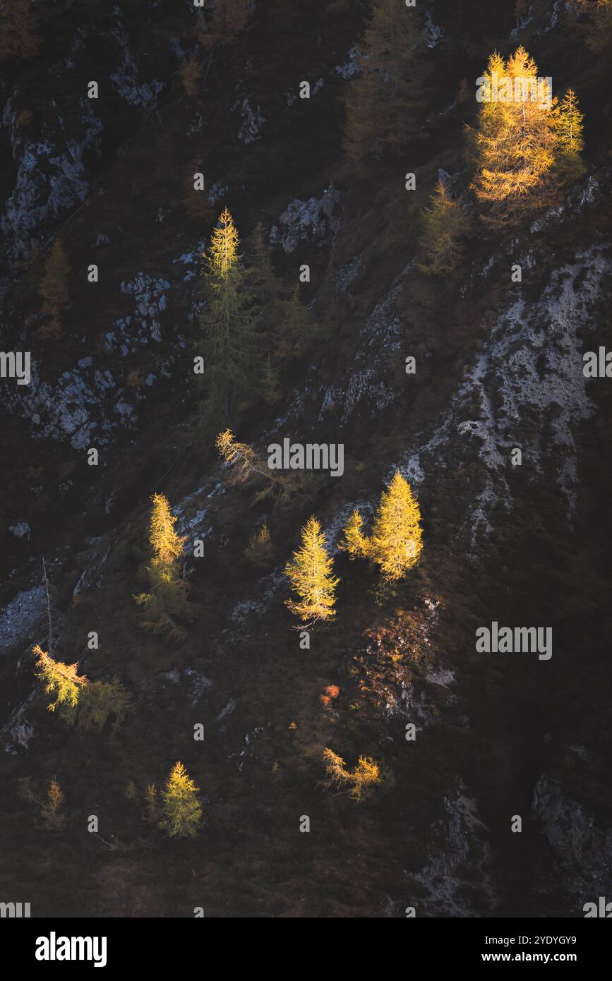 Golden larch on ridge hi-res stock photography and images - Alamy
