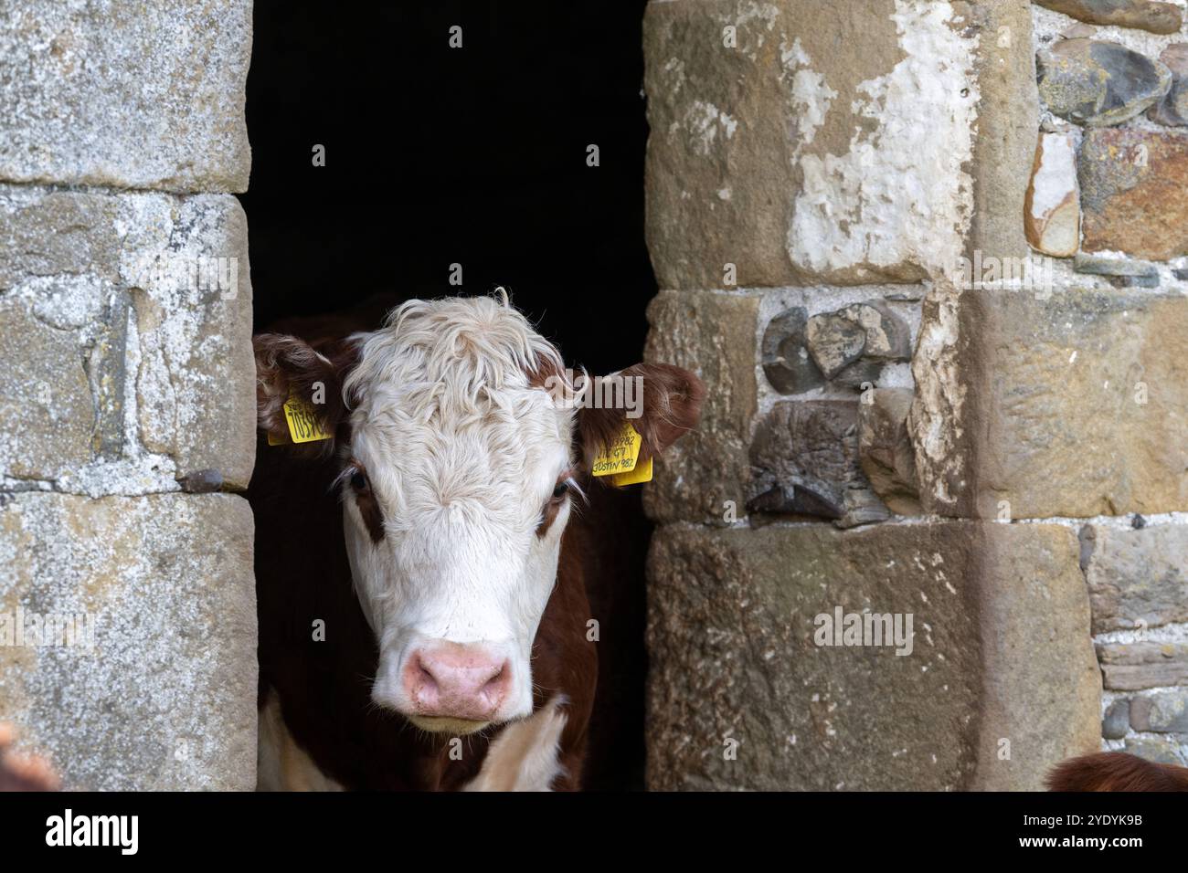 Hereford cow looking out of a door in an old field barn. Cumbria, UK ...