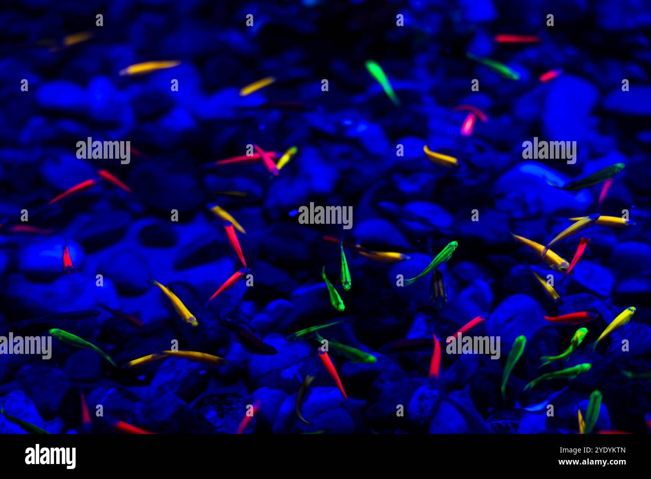 Zebrafish or zebra danio with fluorescent colors in a fish tank at the  Inbursa Aquarium, is a cyprinid related to carp and barbels..(Photo by Luis  Gutierrez/ Norte Photo). pez cebra o danio, image size:1300x957