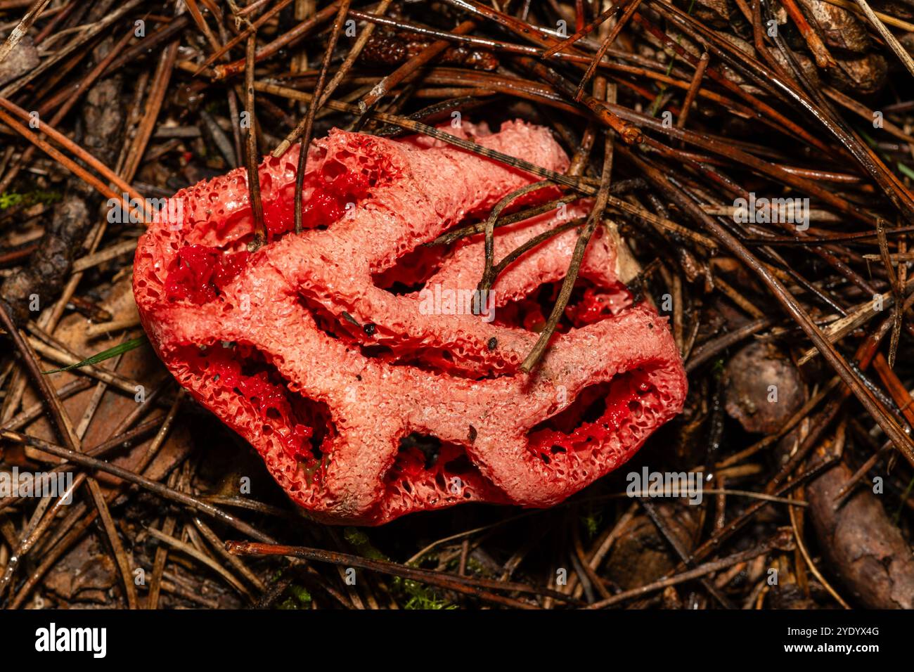 Stinkhorn clathrus ruber hi-res stock photography and images - Alamy
