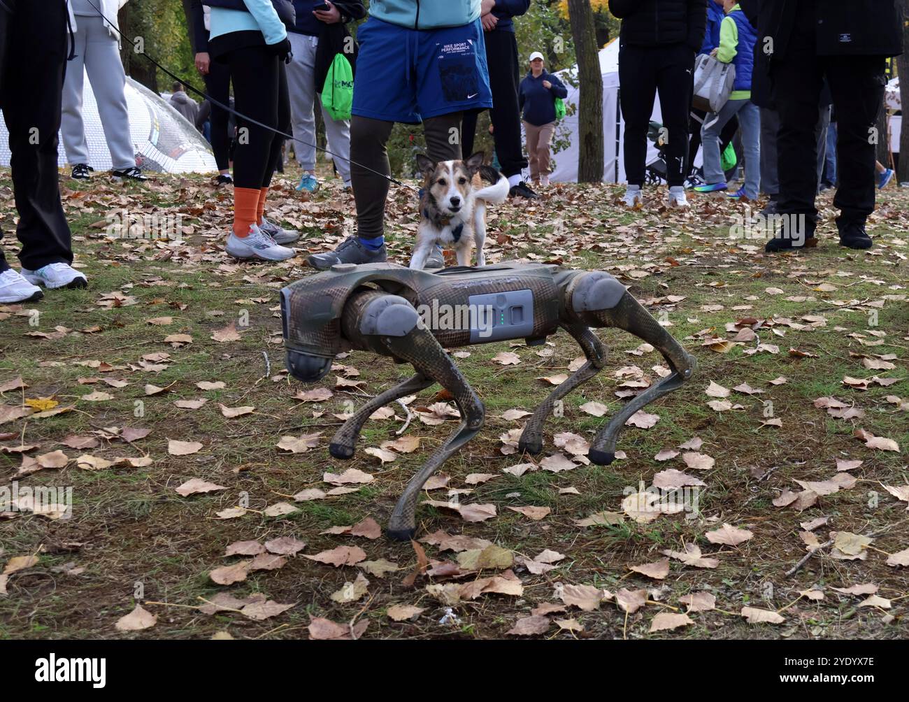 KYIV, UKRAINE - OCTOBER 27, 2024 - A dog looks at a robot dog of a Khartiia Brigade reconnaissance unit that has returned from combat missions in the Kharkiv direction during the Run4Victory charity run organised to support the 13th Khartiia Brigade of Ukraine’s National Guard on Trukhaniv Island, Kyiv, capital of Ukraine. Over 100 military personnel joined civilians during the race. Stock Photo