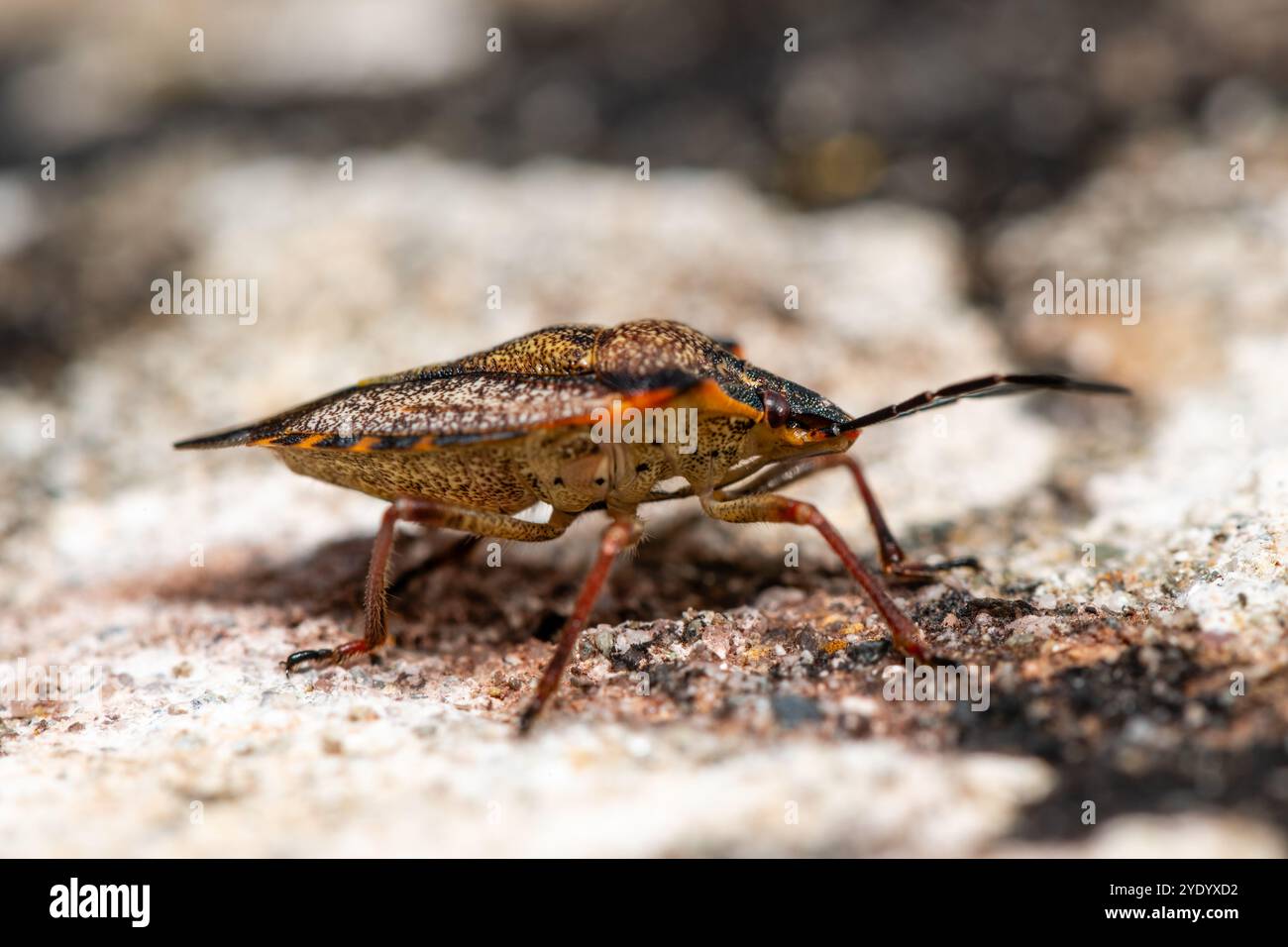 Red Insect Spain Shield bugs carpocoris mediterraneus hi-res stock photography and ...