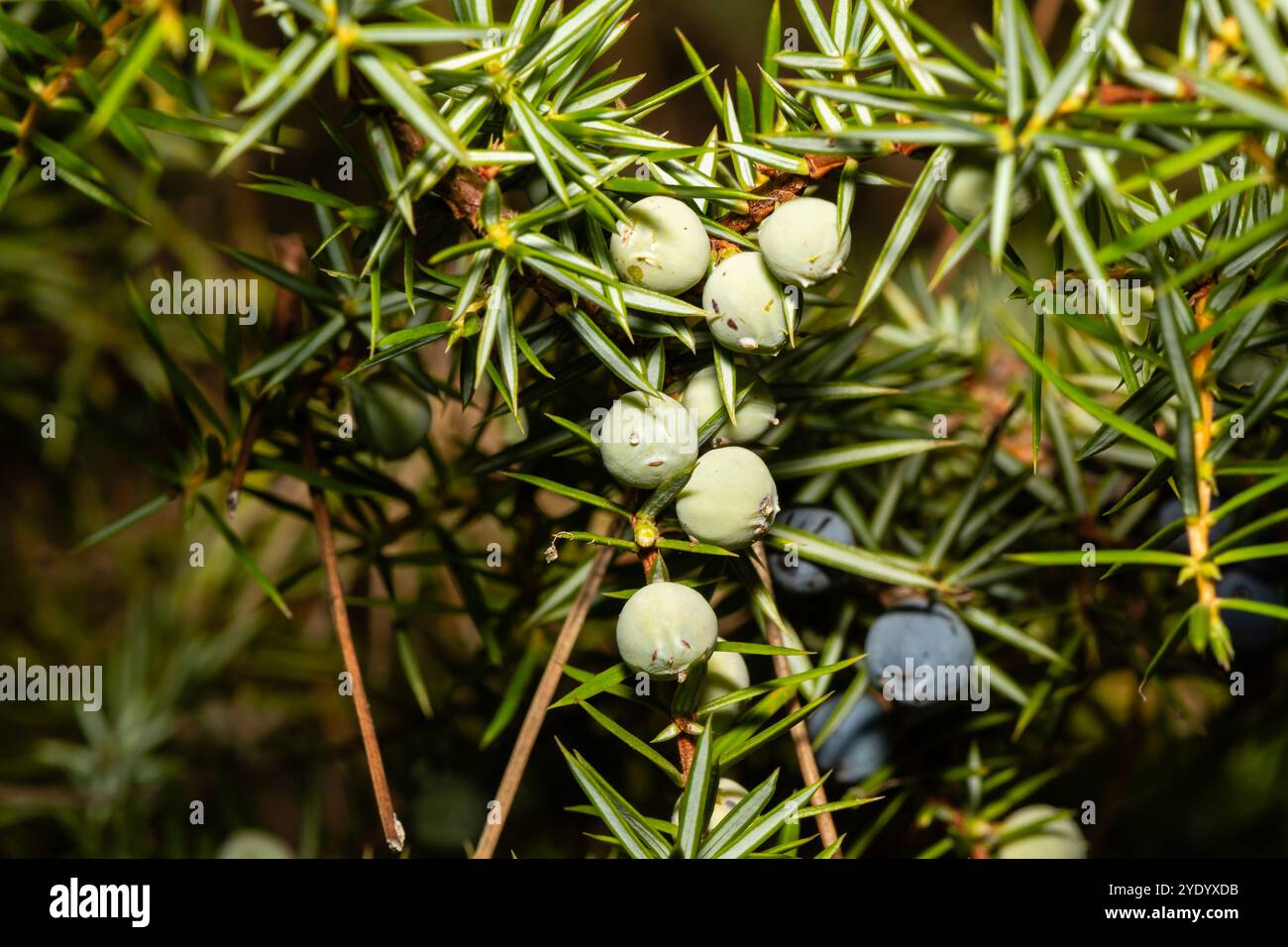 Juniperus alpine nana hi-res stock photography and images - Alamy