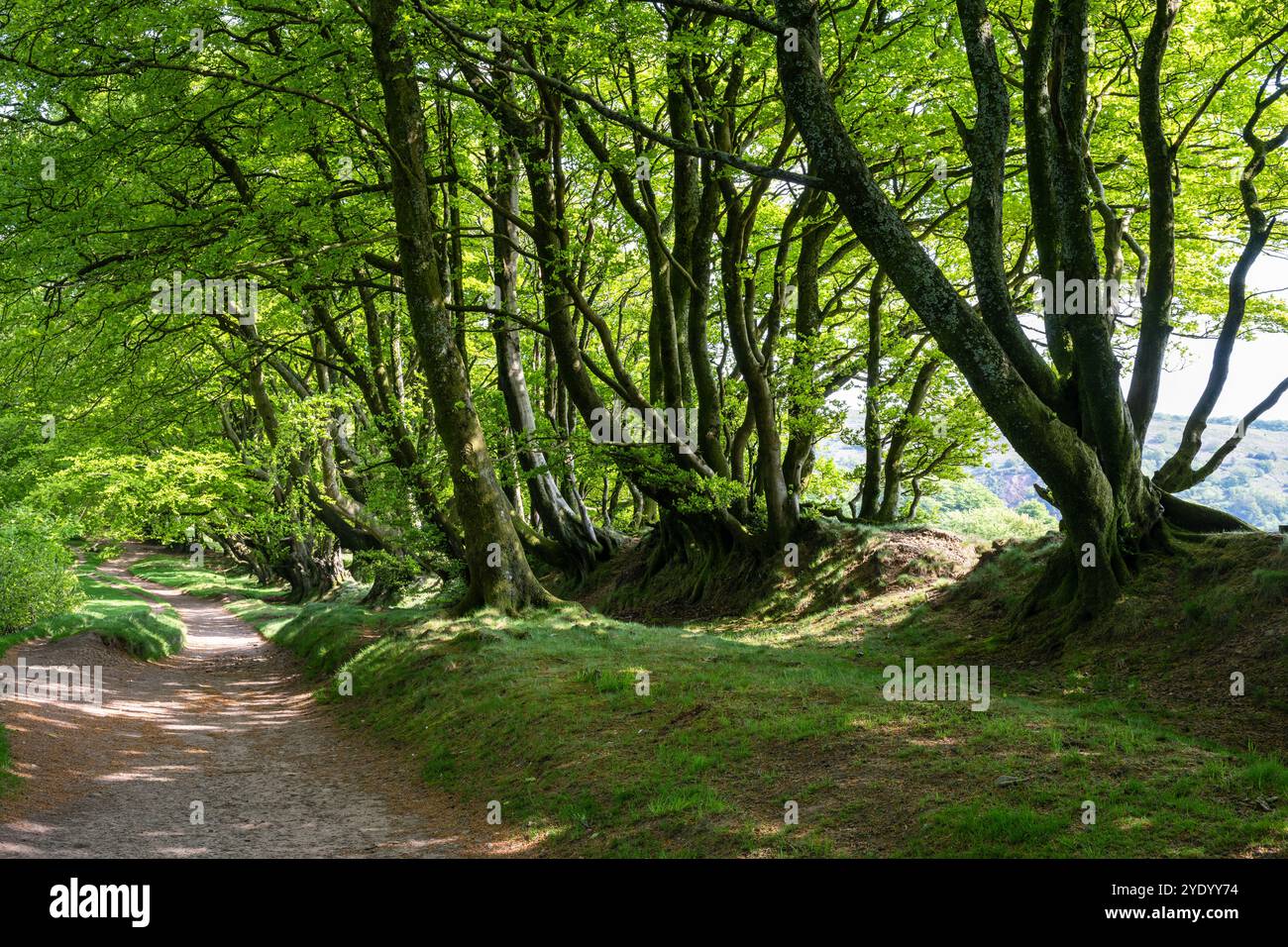 A holloway path, part of the ancient ridgeway drove road, runs through ...