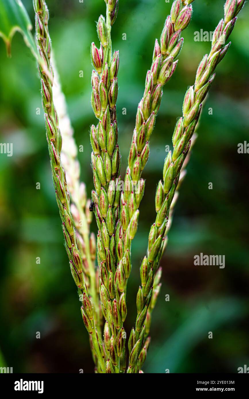 Maize flower Stock Photo