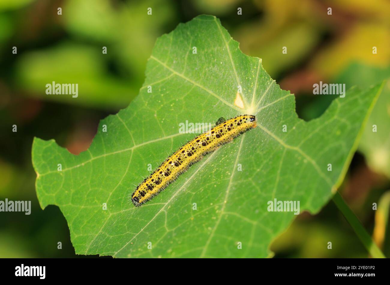 Cabbage White Caterpillar resting on a partially eaten vibrant green ...