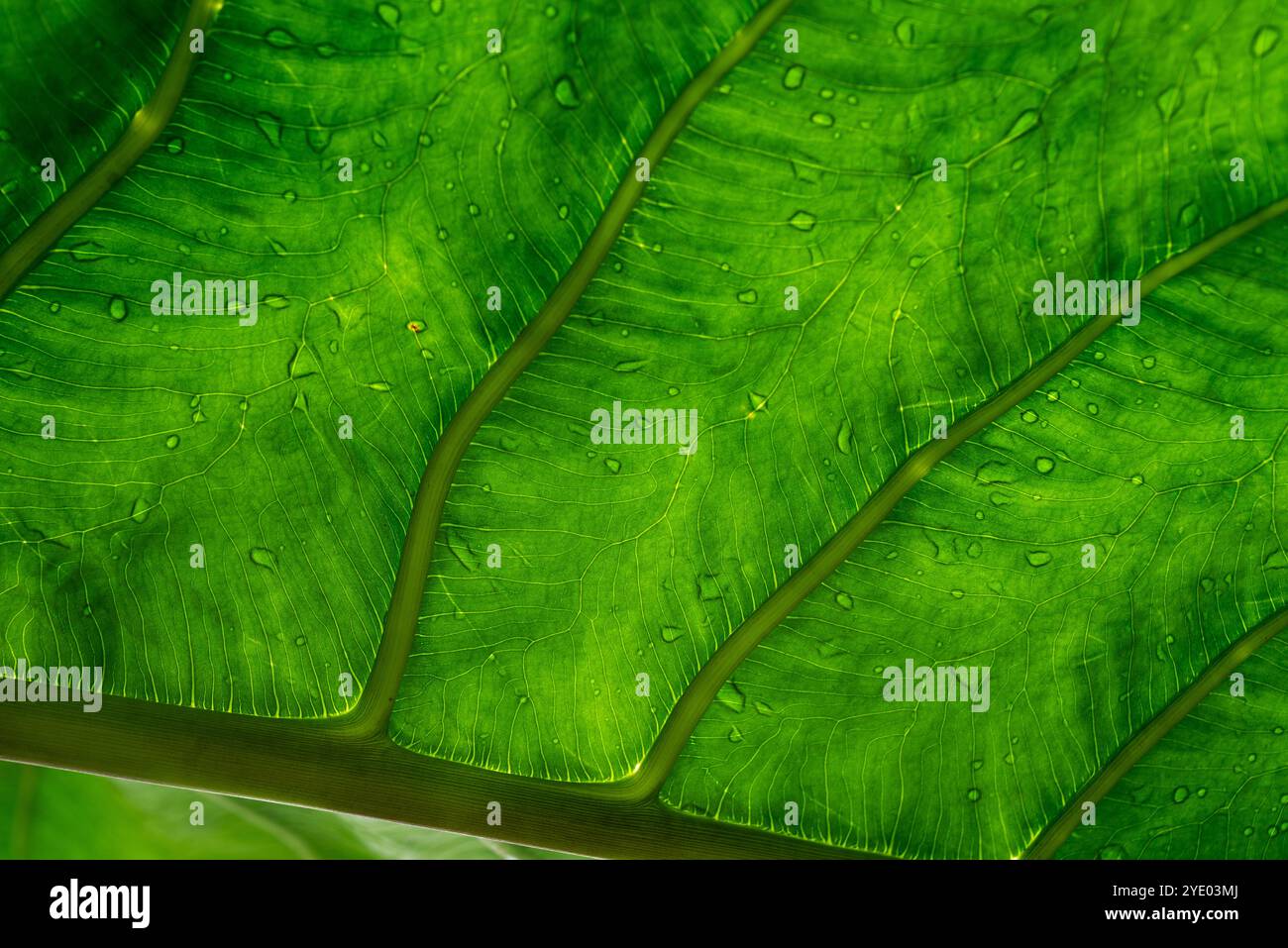 Yam leaf detail and texture Stock Photo