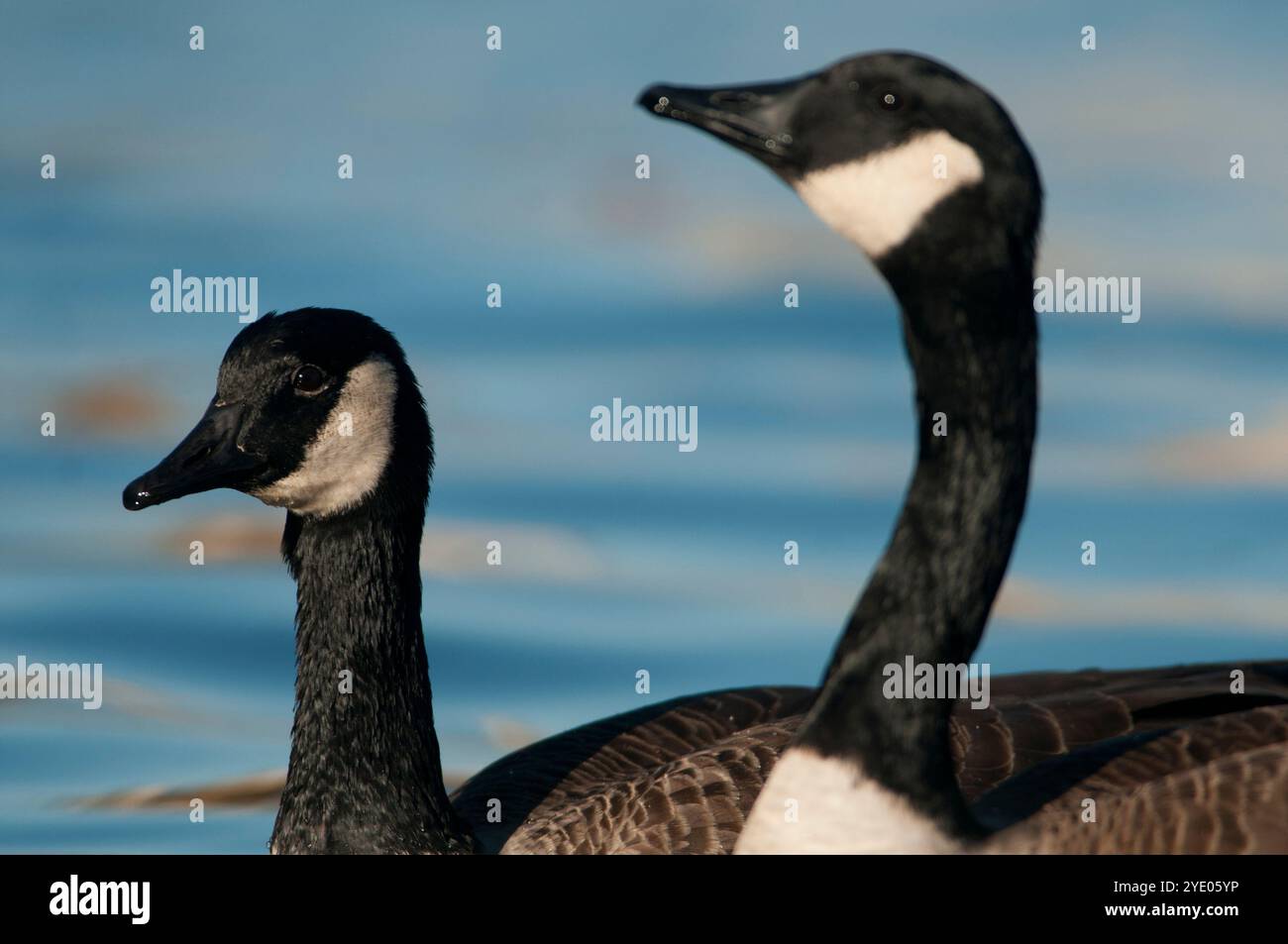 Park canada geese float hi-res stock photography and images - Alamy